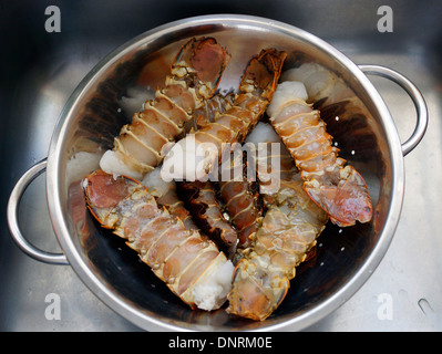 Raw Cape rock lobster or West Coast rock lobster (Jasus lalandii ) tails defrosting in colander. Stock Photo
