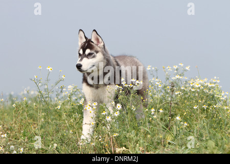 Dog Siberian Husky puppy standing in a meadow Stock Photo