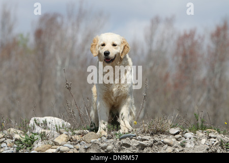 Dog Golden Retriever  /  adult standing on rocks Stock Photo