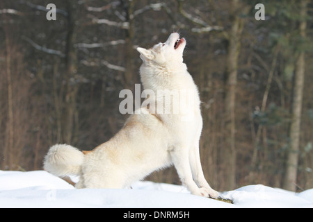 Dog Siberian Husky adult howling wolves on snow Stock Photo