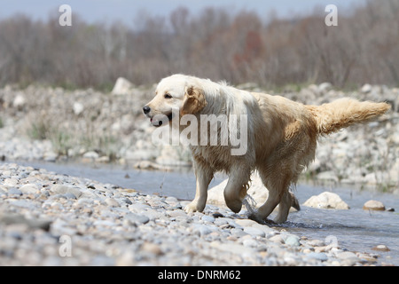 Dog Golden Retriever  /  adult walking at the edge of a river Stock Photo