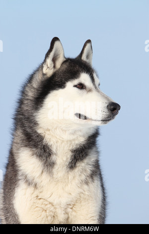 Dog Siberian Husky  adult portrait Stock Photo