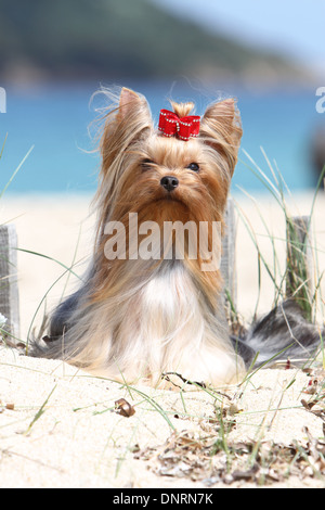 Dog Yorkshire Terrier /  adult lying on the beach Stock Photo