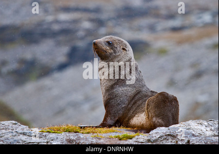Antarctic Fur Seal (arctocephalus gazella) juvenile, Moltke Harbour, South Georgia