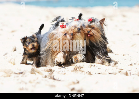 Dog Yorkshire Terrier /  three adult and a puppy running on the beach Stock Photo