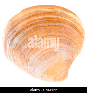 Sea Cockleshell Isolated On White Background. Brown Shell Stock Photo