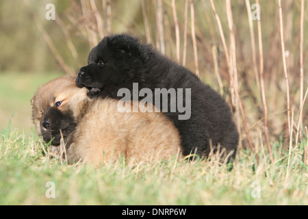 dog chow chow  /  two puppies (different colors) playing in a meadow Stock Photo