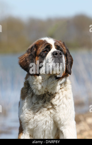 dog Saint Bernard longhaired  adult portrait Stock Photo