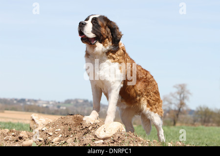 dog Saint Bernard longhaired  adult standing on the ground Stock Photo