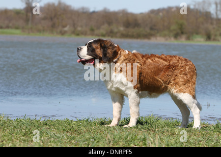 dog Saint Bernard longhaired  adult standing front of a lake Stock Photo