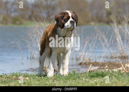 dog Saint Bernard longhaired  adult standing front of a lake Stock Photo