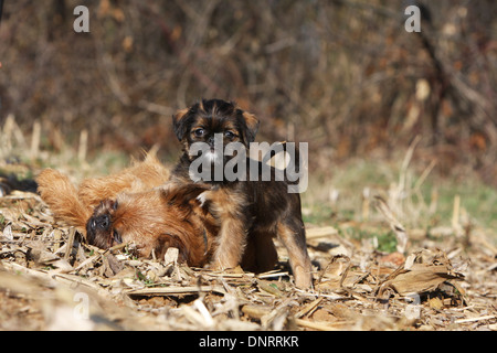 dog Brussels Griffon / Griffon Bruxellois  adult and puppy sitting in a field Stock Photo