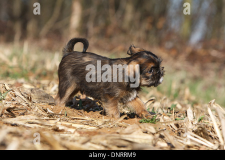 dog Brussels Griffon / Griffon Bruxellois  puppy walking in a field Stock Photo