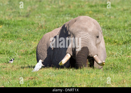 Elephant browsing deep in swamp in Amboseli National Park, Kenya, watched by egrets and plover Stock Photo