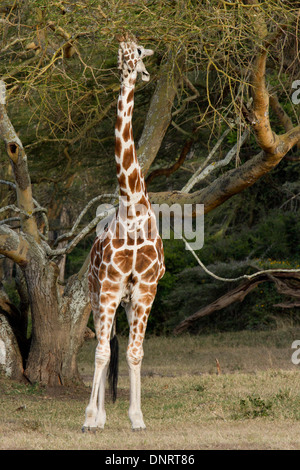 Rothschild's Giraffe feeding from yellow-barked acacia in game reserve, Kenya Stock Photo