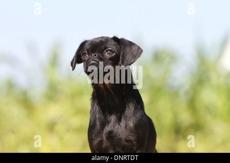 dog-petit-brabancon-small-