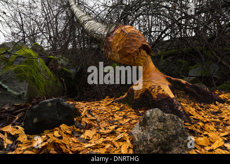 Tree damage caused by a beaver Stock Photo