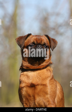 dog petit Brabancon / small Brabant Griffon/ Belgian adult portrait Stock Photo