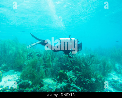 A scuba diver swims along admiring the underwater life. Stock Photo