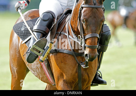 A polo player sitting on a polo pony Stock Photo