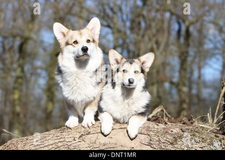Dog Pembroke Welsh corgi  /  two adults on on a tree stump Stock Photo