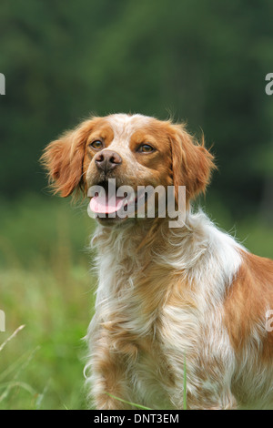 Dog Brittany Spaniel / Epagneul breton  adult (orange and white) portrait Stock Photo