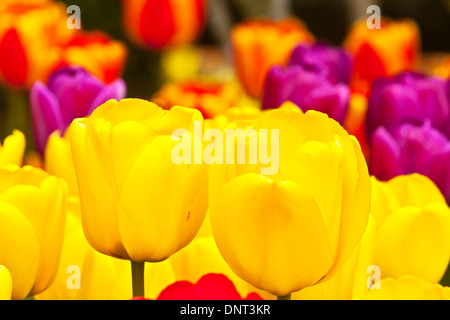 Tulips in bloom during the Skagit Valley Tulip Festival in Mount Vernon, Washington. Stock Photo