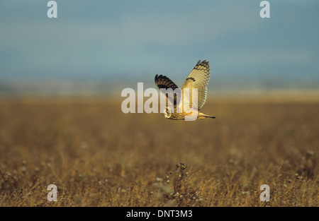 SHORT-EARED OWL (Asio flammeus) adult in flight over salt marsh Ribble Marshes Southport Merseyside UK Stock Photo