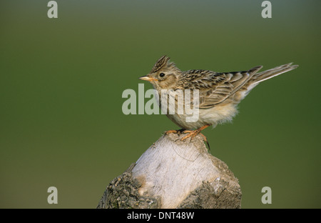 SKYLARK (Alauda arvensis) adult perched on tree stump Southport Merseyside UK