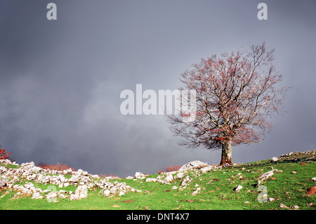 Landscape with lonely tree and dark stormy sky Stock Photo - Alamy