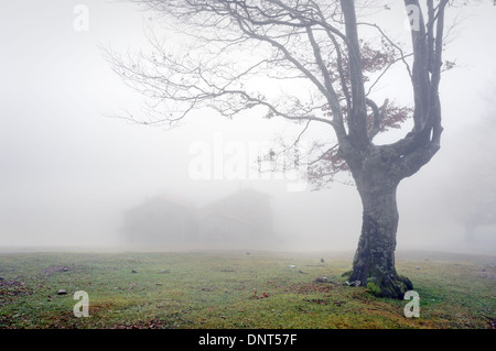 mysterious house in the forest with fog and a tree Stock Photo