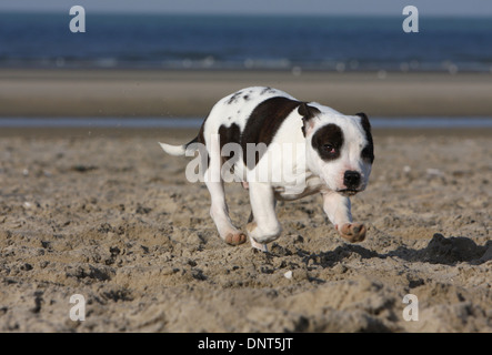 dog Staffordshire Bull Terrier / Staffie  puppy running on the beach Stock Photo