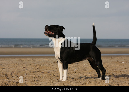 dog Staffordshire Bull Terrier / Staffie  adult standing on the beach Stock Photo