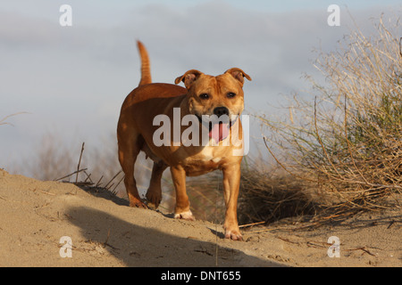 dog Staffordshire Bull Terrier / Staffie  adult standing Stock Photo