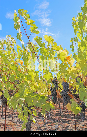 Ripe, purple wine grapes hang on the vine at a vineyard in the Napa Valley near Calistoga, California Stock Photo