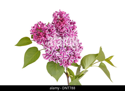 Purple and white flowers of lilac cultivar Sensation (Syringa vulgaris) with green leaves isolated against a white background Stock Photo