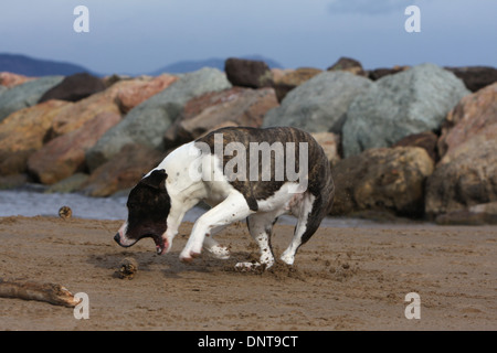 Dog American Staffordshire Terrier / Amstaff  / adult playing with a stick on the beach Stock Photo