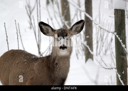 A female (doe) mule deer (Odocoileus hemionus) standing beside a fence in winter.