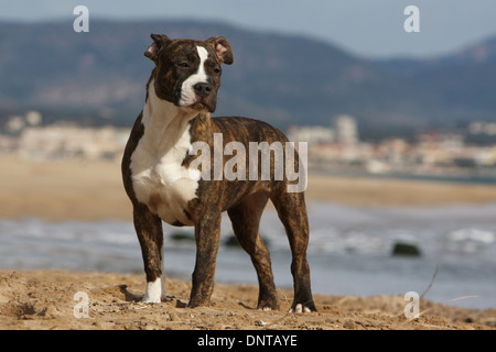 Dog American Staffordshire Terrier / Amstaff  /  puppy standing on the beach Stock Photo