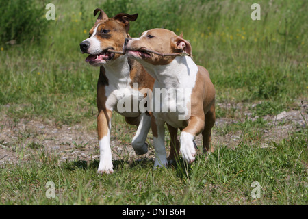 Dog American Staffordshire Terrier / Amstaff  /  two Young's walking in a meadow Stock Photo