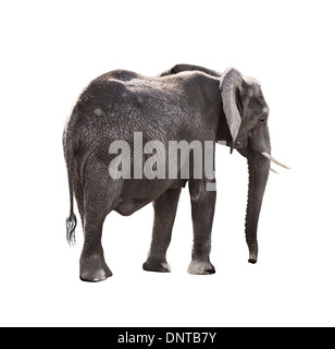 Elephant isolated on white background Stock Photo - Alamy