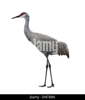 Sandhill Crane, Isolated on White Background Stock Photo - Alamy