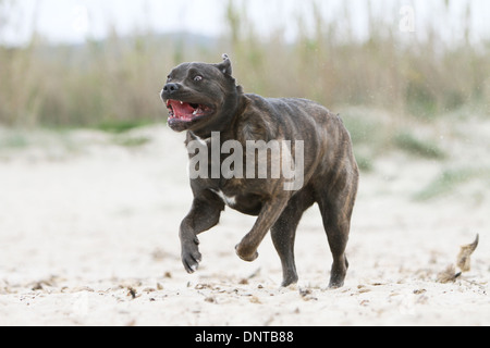 Dog Cane Corso / Italian Mastiff  /  adult running on the beach Stock Photo