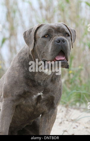 A brindle Cane Corso Italian Mastiff dog looking at the camera and ...