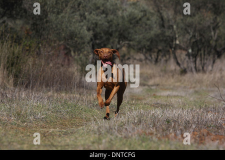 dog Magyar Vizsla / Hungarian Pointer shorthaired  /  adult running in a meadow Stock Photo