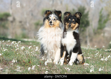 Dog Shetland Sheepdog / Sheltie /  adult and young sitting in a meadow Stock Photo