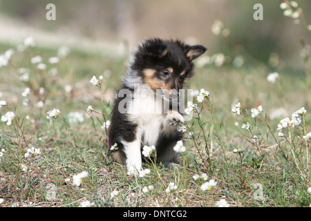 Dog Shetland Sheepdog / Sheltie  /  puppy (tricolor) sitting in a meadow Stock Photo