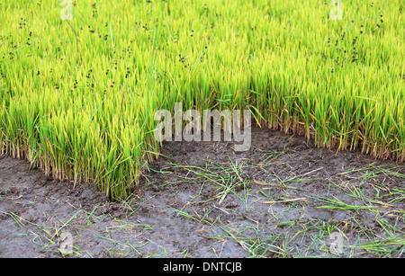 Rural agriculture field cultivating with green rice seedling Stock Photo