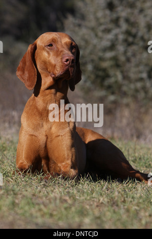 dog Magyar Vizsla / Hungarian Pointer shorthaired  adult lying in a meadow Stock Photo