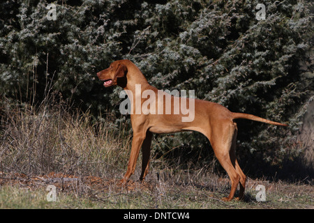 dog Magyar Vizsla / Hungarian Pointer shorthaired  adult standing in a meadow Stock Photo